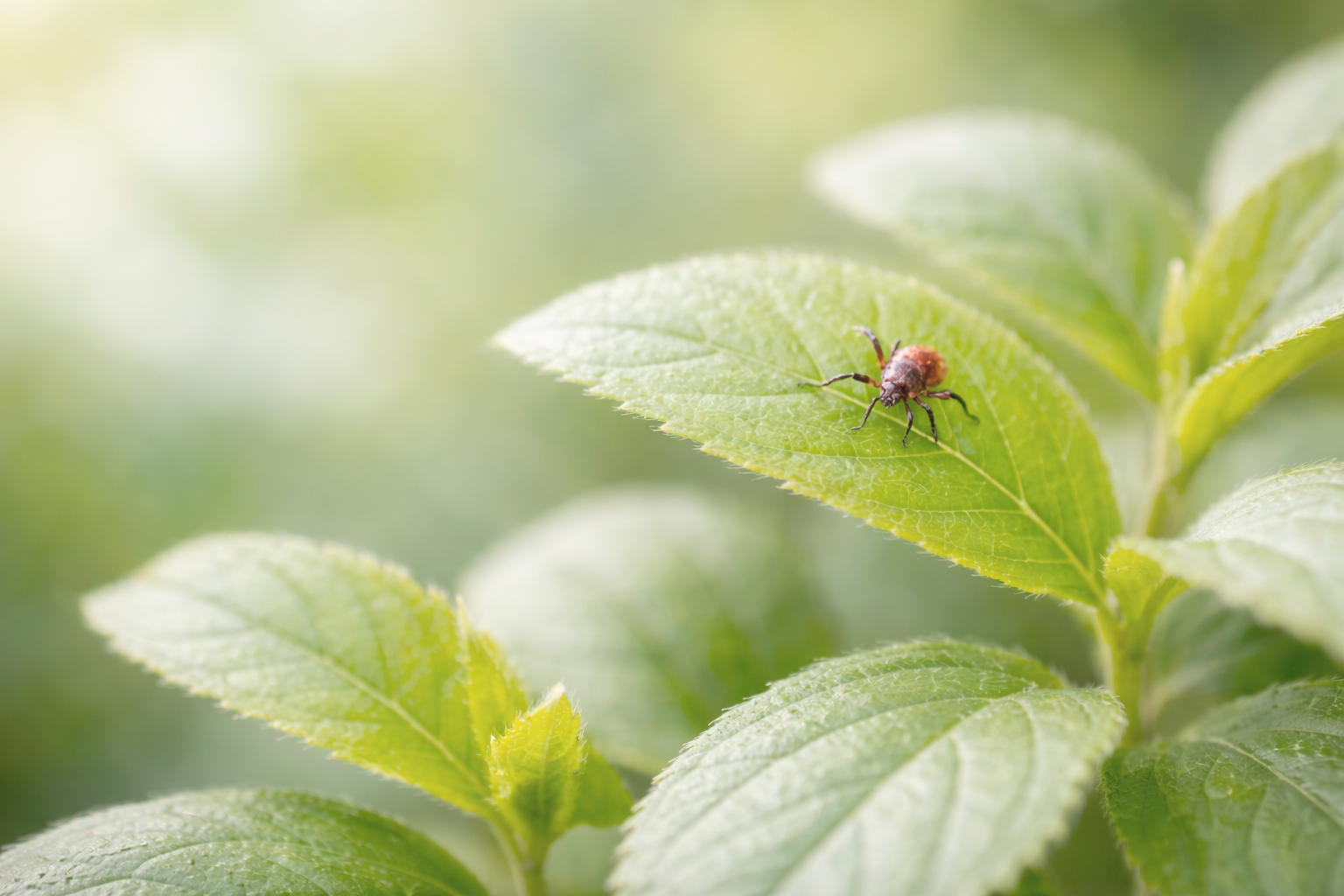 Чекап. Клещевые инфекции